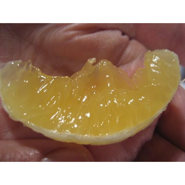 外皮は刻んでサラダに　アイスクリームに☆朝採り　ニューサマーオレンジ　×2キロ　【農薬・肥料・除草剤不使用】 |  | 01