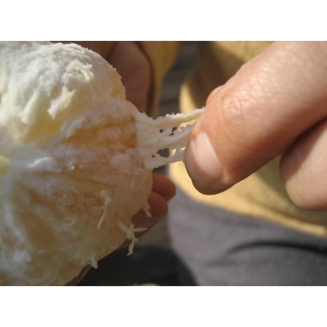 外皮は刻んでサラダに　アイスクリームに☆朝採り　ニューサマーオレンジ　×2キロ　【農薬・肥料・除草剤不使用】 |  | 11