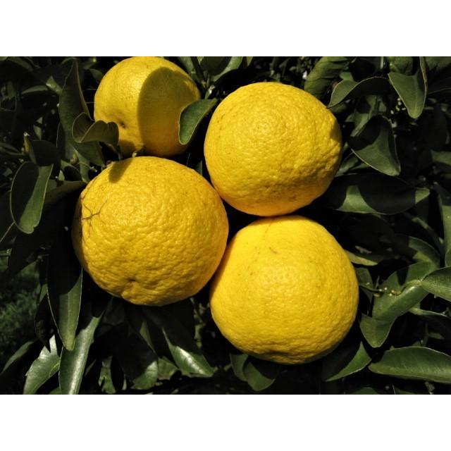 外皮は刻んでサラダに　アイスクリームに☆朝採り　ニューサマーオレンジ　×2キロ　【農薬・肥料・除草剤不使用】 |  | 12