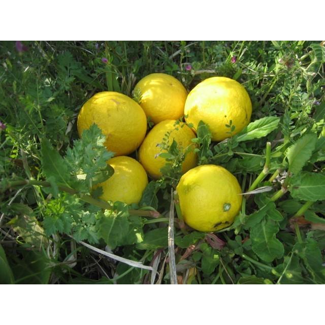 外皮は刻んでサラダに　アイスクリームに☆朝採り　ニューサマーオレンジ　×2キロ　【農薬・肥料・除草剤不使用】 |  | 13