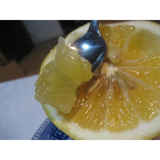 外皮は刻んでサラダに　アイスクリームに☆朝採り　ニューサマーオレンジ　×2キロ　【農薬・肥料・除草剤不使用】 |  | 14