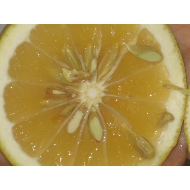 外皮は刻んでサラダに　アイスクリームに☆朝採り　ニューサマーオレンジ　×2キロ　【農薬・肥料・除草剤不使用】 |  | 16