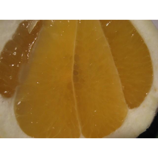 外皮は刻んでサラダに　アイスクリームに☆朝採り　ニューサマーオレンジ　×2キロ　【農薬・肥料・除草剤不使用】 |  | 17