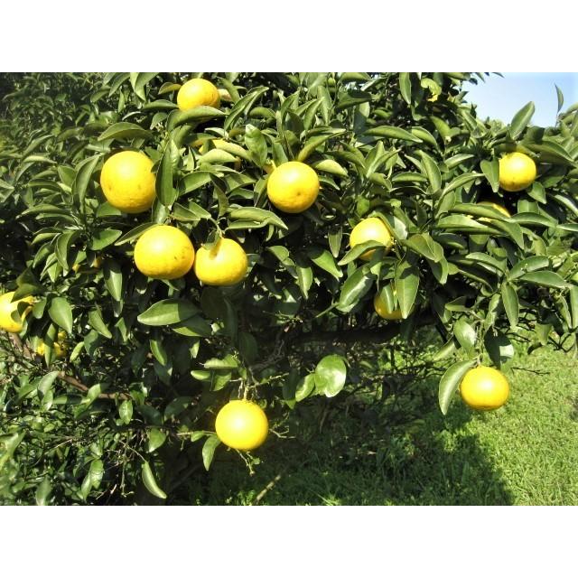 外皮は刻んでサラダに　アイスクリームに☆朝採り　ニューサマーオレンジ　×2キロ　【農薬・肥料・除草剤不使用】 |  | 19