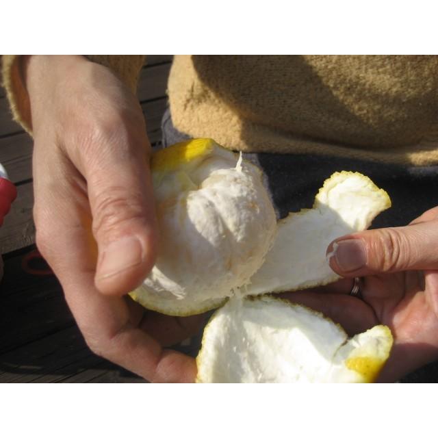 外皮は刻んでサラダに　アイスクリームに☆朝採り　ニューサマーオレンジ　×2キロ　【農薬・肥料・除草剤不使用】 |  | 02