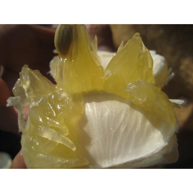 外皮は刻んでサラダに　アイスクリームに☆朝採り　ニューサマーオレンジ　×2キロ　【農薬・肥料・除草剤不使用】 |  | 03