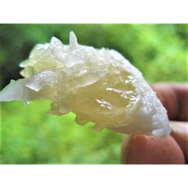 外皮は刻んでサラダに　アイスクリームに☆朝採り　ニューサマーオレンジ　×2キロ　【農薬・肥料・除草剤不使用】 |  | 05