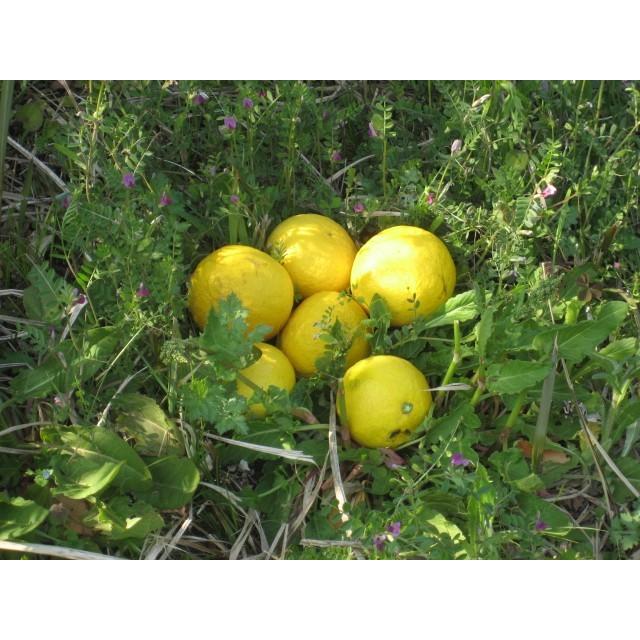 外皮は刻んでサラダに　アイスクリームに☆朝採り　ニューサマーオレンジ　×2キロ　【農薬・肥料・除草剤不使用】 |  | 06