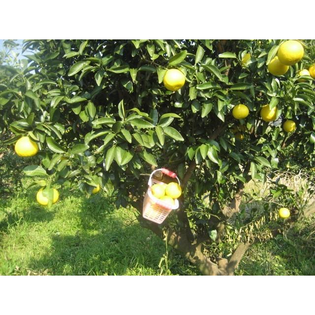 外皮は刻んでサラダに　アイスクリームに☆朝採り　ニューサマーオレンジ　×2キロ　【農薬・肥料・除草剤不使用】 |  | 08