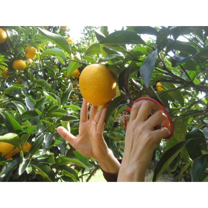 【母の日ギフト】【メッセージカード付き】伊豆の朝採り『甘夏みかん』5kgギフトボックス【 農薬・肥料・除草剤不使用】グリーティングカード添付 |  | 01