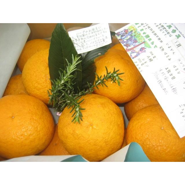 【母の日ギフト】【メッセージカード付き】伊豆の朝採り『甘夏みかん』5kgギフトボックス【 農薬・肥料・除草剤不使用】グリーティングカード添付 |  | 11
