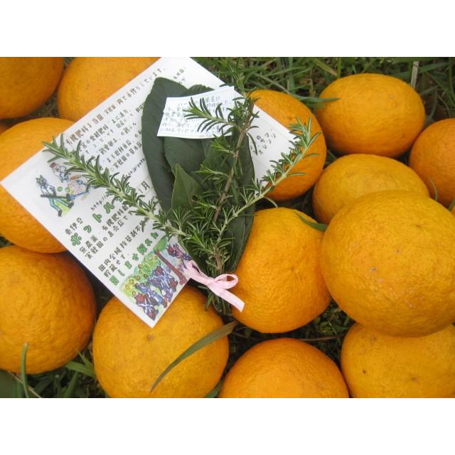 【母の日ギフト】【メッセージカード付き】伊豆の朝採り『甘夏みかん』5kgギフトボックス【 農薬・肥料・除草剤不使用】グリーティングカード添付 |  | 12