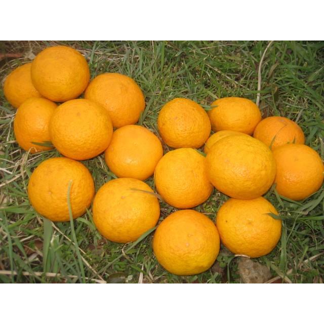 【母の日ギフト】【メッセージカード付き】伊豆の朝採り『甘夏みかん』5kgギフトボックス【 農薬・肥料・除草剤不使用】グリーティングカード添付 |  | 14