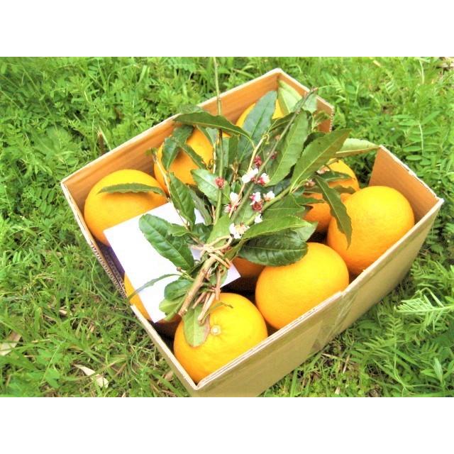【母の日ギフト】【メッセージカード付き】伊豆の朝採り『甘夏みかん』5kgギフトボックス【 農薬・肥料・除草剤不使用】グリーティングカード添付 |  | 15