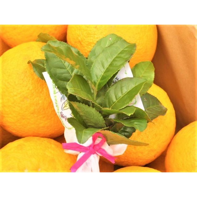 【母の日ギフト】【メッセージカード付き】伊豆の朝採り『甘夏みかん』5kgギフトボックス【 農薬・肥料・除草剤不使用】グリーティングカード添付 |  | 16