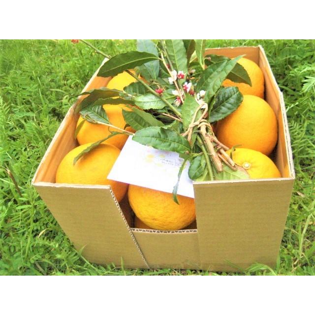 【母の日ギフト】【メッセージカード付き】伊豆の朝採り『甘夏みかん』5kgギフトボックス【 農薬・肥料・除草剤不使用】グリーティングカード添付 |  | 17