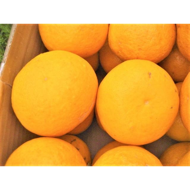 【母の日ギフト】【メッセージカード付き】伊豆の朝採り『甘夏みかん』5kgギフトボックス【 農薬・肥料・除草剤不使用】グリーティングカード添付 |  | 18