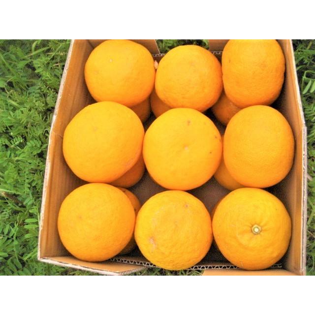 【母の日ギフト】【メッセージカード付き】伊豆の朝採り『甘夏みかん』5kgギフトボックス【 農薬・肥料・除草剤不使用】グリーティングカード添付 |  | 19