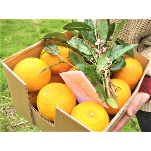 【母の日ギフト】【メッセージカード付き】伊豆の朝採り『甘夏みかん』5kgギフトボックス【 農薬・肥料・除草剤不使用】グリーティングカード添付 |  | 20