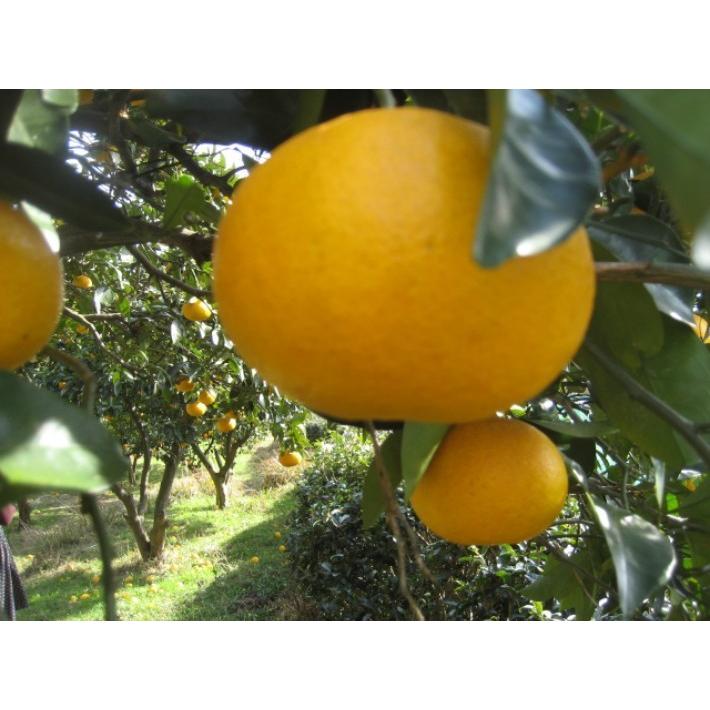 【母の日ギフト】【メッセージカード付き】伊豆の朝採り『甘夏みかん』5kgギフトボックス【 農薬・肥料・除草剤不使用】グリーティングカード添付 |  | 03