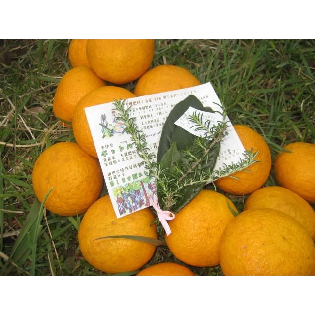 【母の日ギフト】【メッセージカード付き】伊豆の朝採り『甘夏みかん』5kgギフトボックス【 農薬・肥料・除草剤不使用】グリーティングカード添付 |  | 04