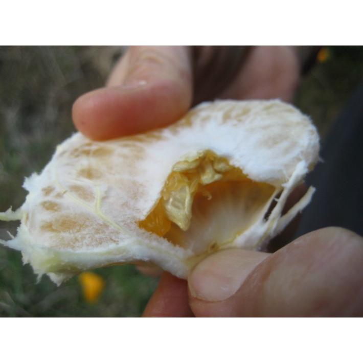 【母の日ギフト】【メッセージカード付き】伊豆の朝採り『甘夏みかん』5kgギフトボックス【 農薬・肥料・除草剤不使用】グリーティングカード添付 |  | 05