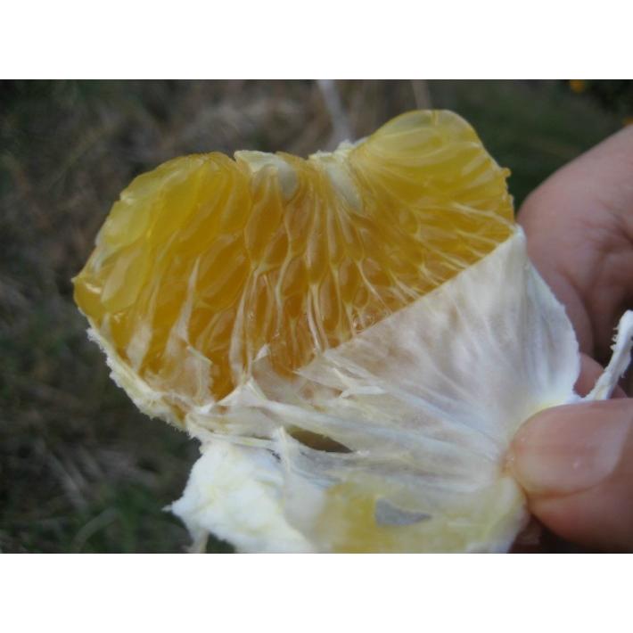 【母の日ギフト】【メッセージカード付き】伊豆の朝採り『甘夏みかん』5kgギフトボックス【 農薬・肥料・除草剤不使用】グリーティングカード添付 |  | 06