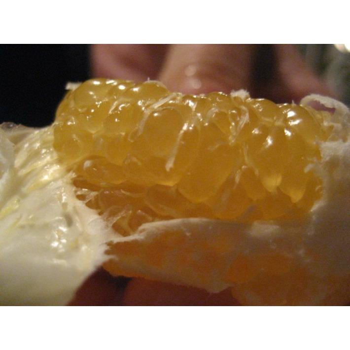 【母の日ギフト】【メッセージカード付き】伊豆の朝採り『甘夏みかん』5kgギフトボックス【 農薬・肥料・除草剤不使用】グリーティングカード添付 |  | 07