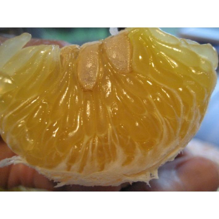 【母の日ギフト】【メッセージカード付き】伊豆の朝採り『甘夏みかん』5kgギフトボックス【 農薬・肥料・除草剤不使用】グリーティングカード添付 |  | 08