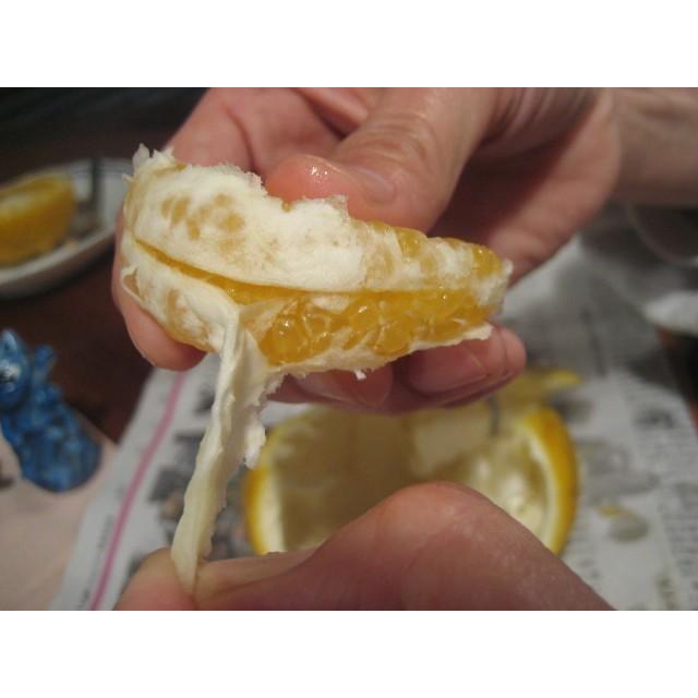 【母の日ギフト】【メッセージカード付き】伊豆の朝採り『甘夏みかん』5kgギフトボックス【 農薬・肥料・除草剤不使用】グリーティングカード添付 |  | 09