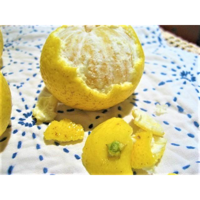 黄金柑 オーガニック ゴールデンオレンジ 朝採り 除草剤 農薬 黄金柑 オーガニック ゴールデンオレンジ 朝採り 除草剤 農薬