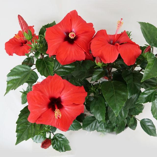 ハイビスカス ニューロングライフ アリオン ギフト ギガランキングｊｐ