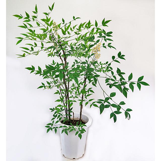 ナンテン 赤実南天 8号鉢 苗木 なんてん 常緑樹 庭木 現品1鉢 Ft1430 インテリアグリーンのポトス 通販 Yahoo ショッピング