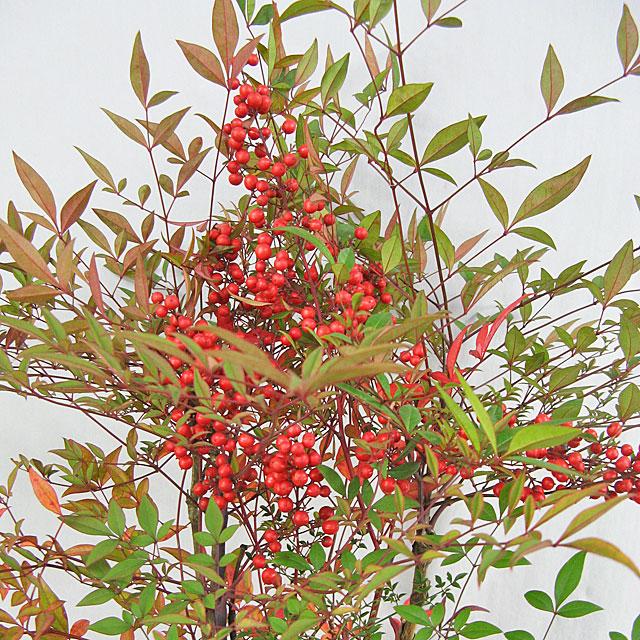 ナンテン 赤実南天 8号鉢 苗木 なんてん 常緑樹 庭木 現品1鉢 Ft1430 インテリアグリーンのポトス 通販 Yahoo ショッピング