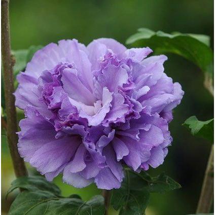 ムクゲ むくげ 木槿 紫玉 しぎょく シギョク つぼみ付 花木 4号鉢 八重紫花系 在庫1鉢 Ft1657 インテリアグリーンのポトス 通販 Yahoo ショッピング