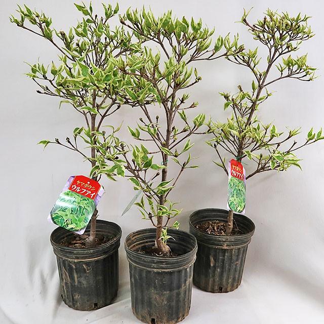 ヤマボウシ 山法師 斑入り葉 ウルフアイズ 苗木 6号鉢 接木苗 半額セール 在庫１鉢のみ 庭木 落葉樹 シンボルツリー Ft1947 インテリアグリーンのポトス 通販 Yahoo ショッピング