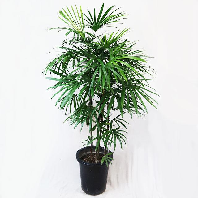 観葉植物 シュロチク 棕櫚竹 しゅろちく 10号鉢 A 大型商品2 現品1鉢 Rainbowbookclub Org