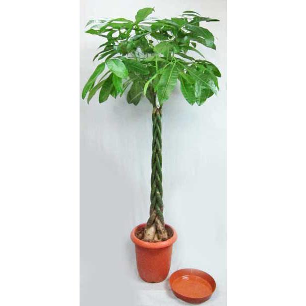 観葉植物 パキラ 10号 受皿付 カイエンナッツ 大型商品260 Hwerner Dk