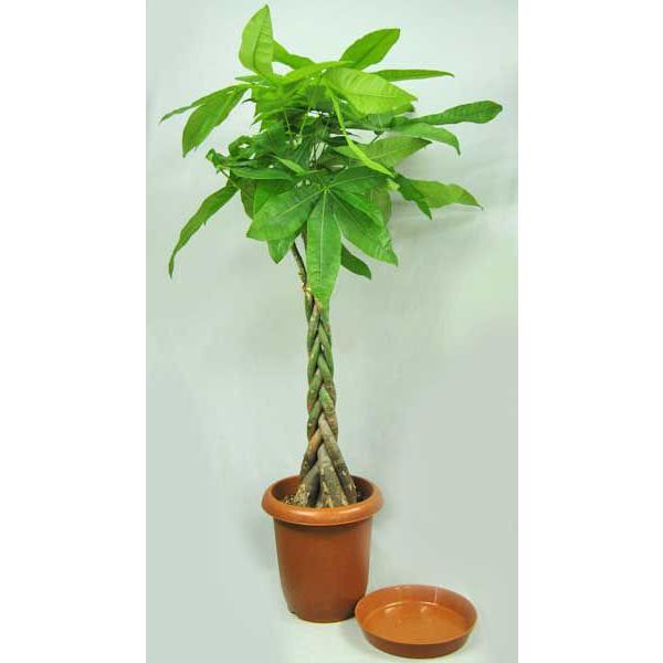 観葉植物 パキラ 8号鉢 受皿付 開店祝い 大型商品180 Www Nlqp Com