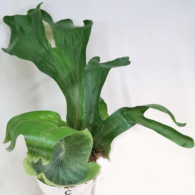 これまでで最高のコウモリ ラン グランデ すべての美しい花の画像