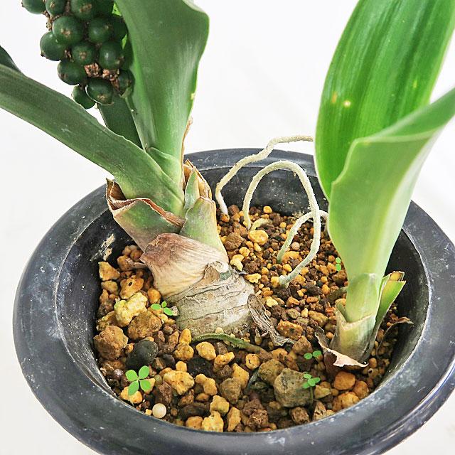 観葉植物 オモト 万年青 5号鉢 ａ 実付き 常緑多年草 縁起の良い植物 現品１鉢のお買い得品 ギフト不可 Ps0334a インテリアグリーンのポトス 通販 Yahoo ショッピング