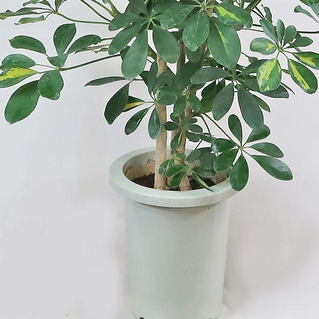 観葉植物 斑入りホンコンカポック シェフレラ アルボリコラ バリエガタ 7号鉢 朴a 現品1鉢の特価 Ps0555a インテリアグリーンのポトス 通販 Yahoo ショッピング