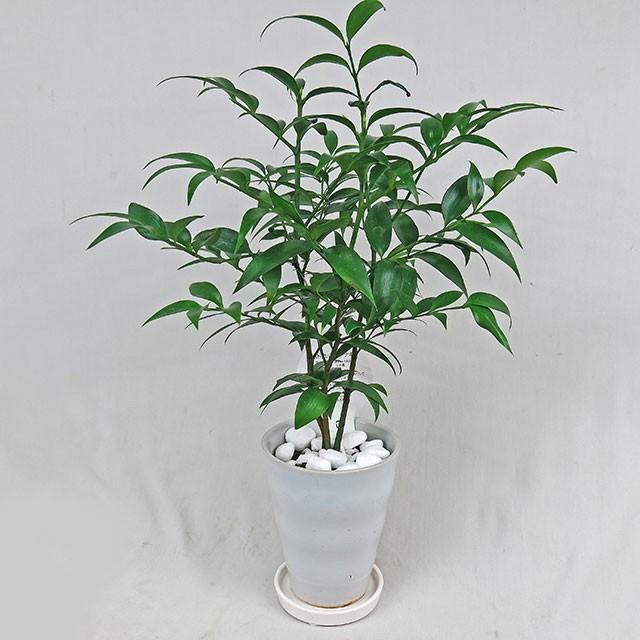 観葉植物 ナギ 梛 魔除け 常緑樹 なぎ ギガランキングｊｐ