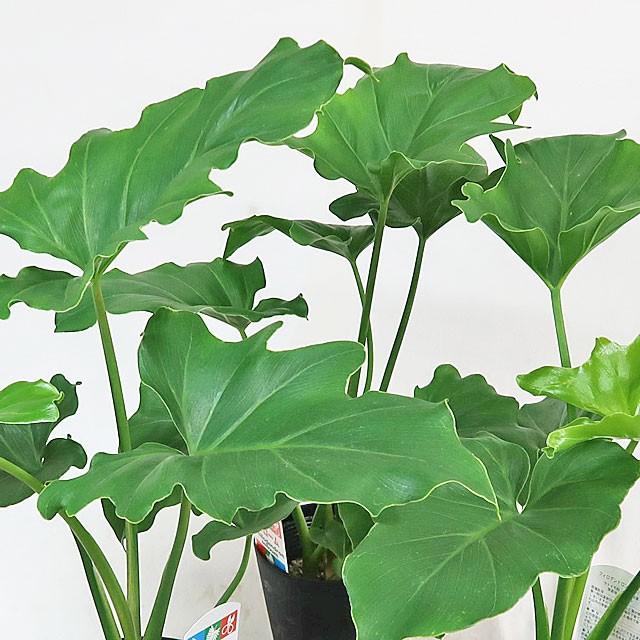 観葉植物 フィロデンドロン セローム 3 5号鉢 Ps0951 インテリアグリーンのポトス 通販 Yahoo ショッピング