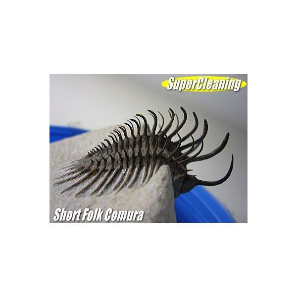 古生代デボン紀/モロッコ産/三葉虫/ショートフォーク・コムラ/3D化石