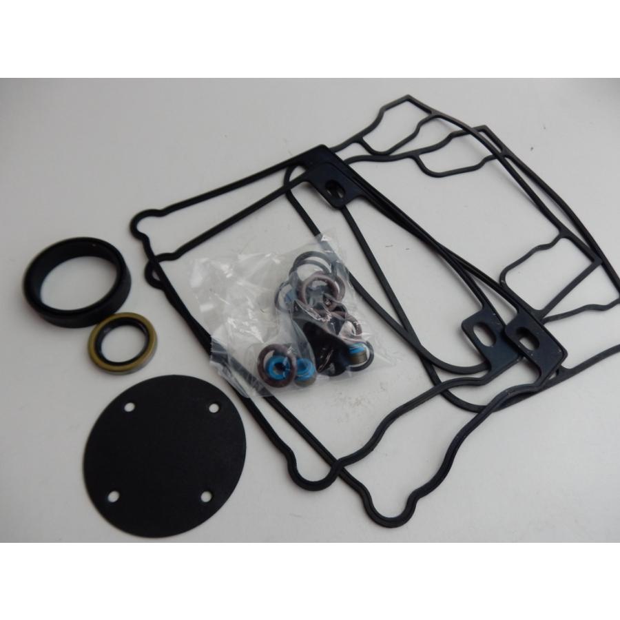 ドルステニア ギガス I & L セット ドルステニアギガス | STORES