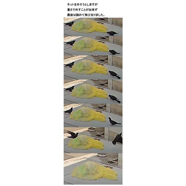 カラスよけゴミネット 重守 ステンレス鎖付 3m×4m SGMR-3040_3