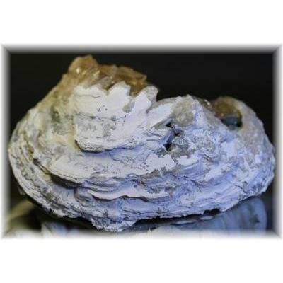 カルサイト 貝化石 原石 産地 アメリカ Calcite 方解石 天然石 鉱物 1