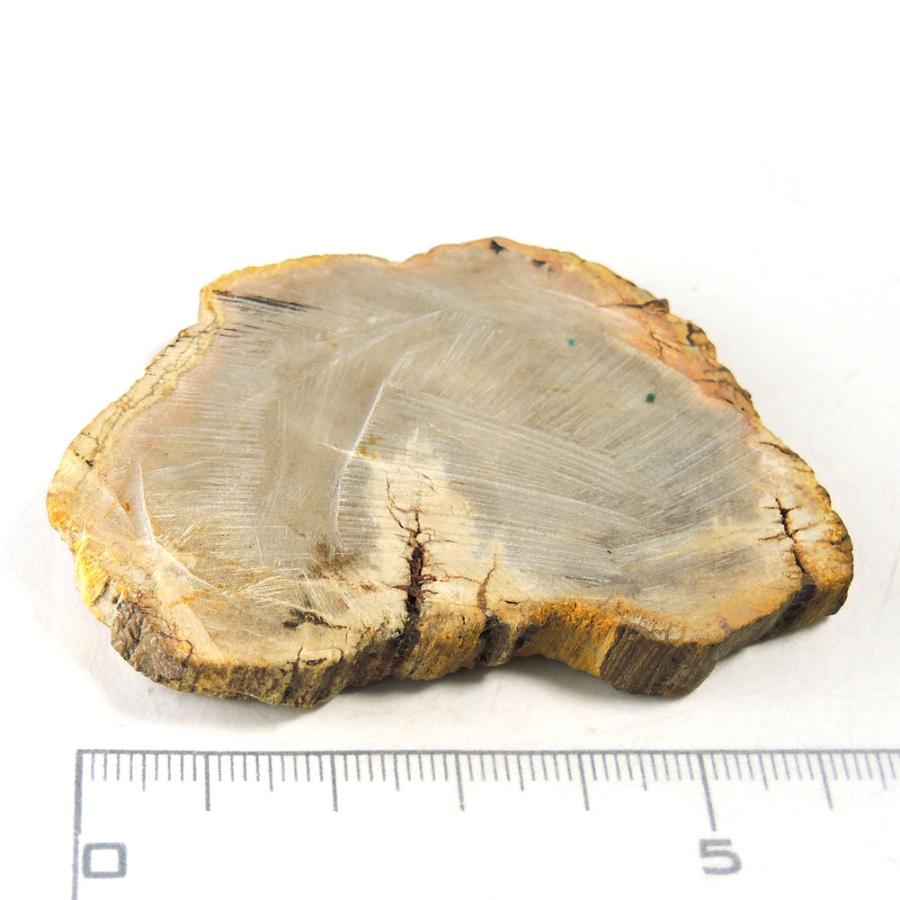 象　木化石　珪化木　ペトリファイド　天然石　処分 象 木化石 珪化木 ペトリファイド 天然石 処分