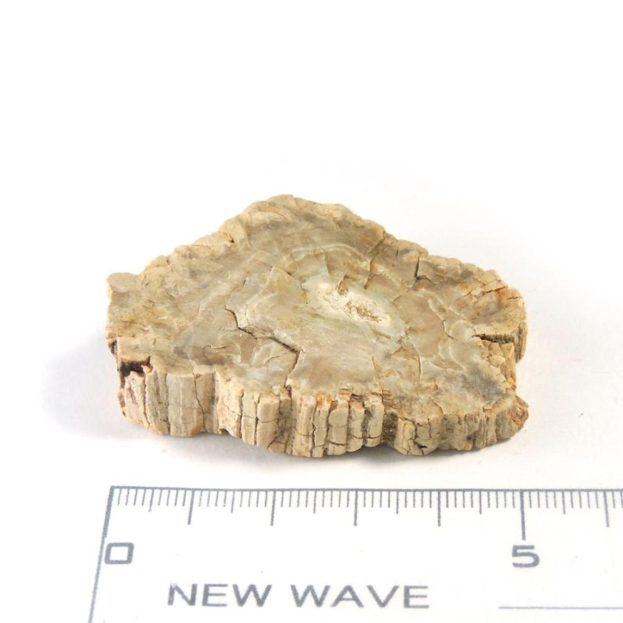 ペトリファイドウッド 珪化木 木の化石 マダガスカル産 powerstonetourmaline_wop-141